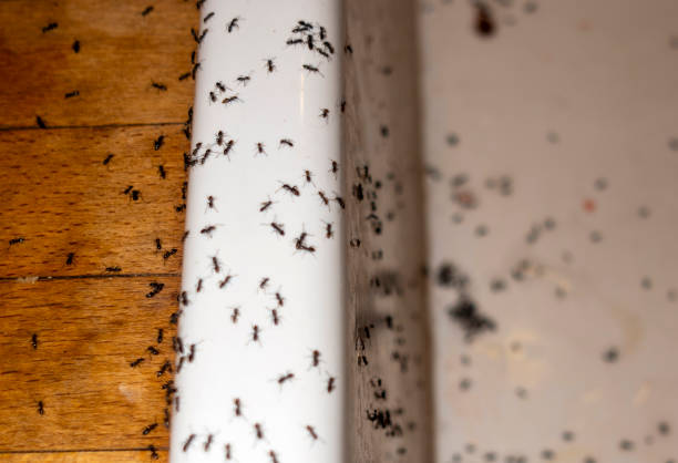 Trusted Russellville, AL Pest Control Experts