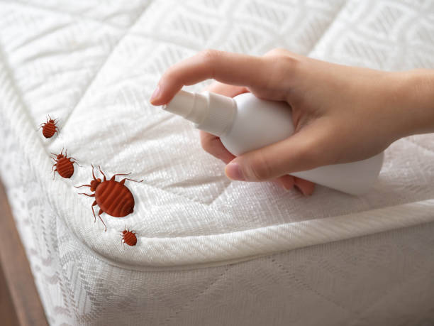 Best Wasp Removal Services  in Russellville, AL