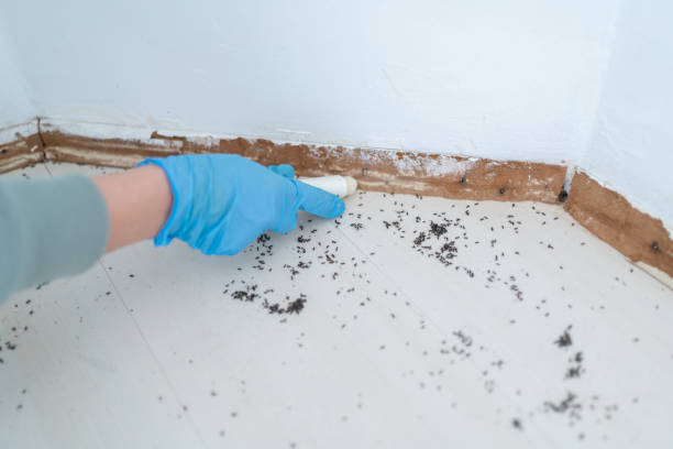 Best Affordable Pest Control Services  in Russellville, AL