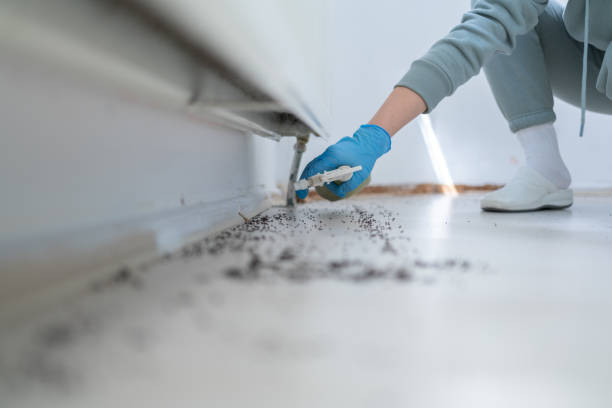 Best Wasp Removal Services  in Russellville, AL